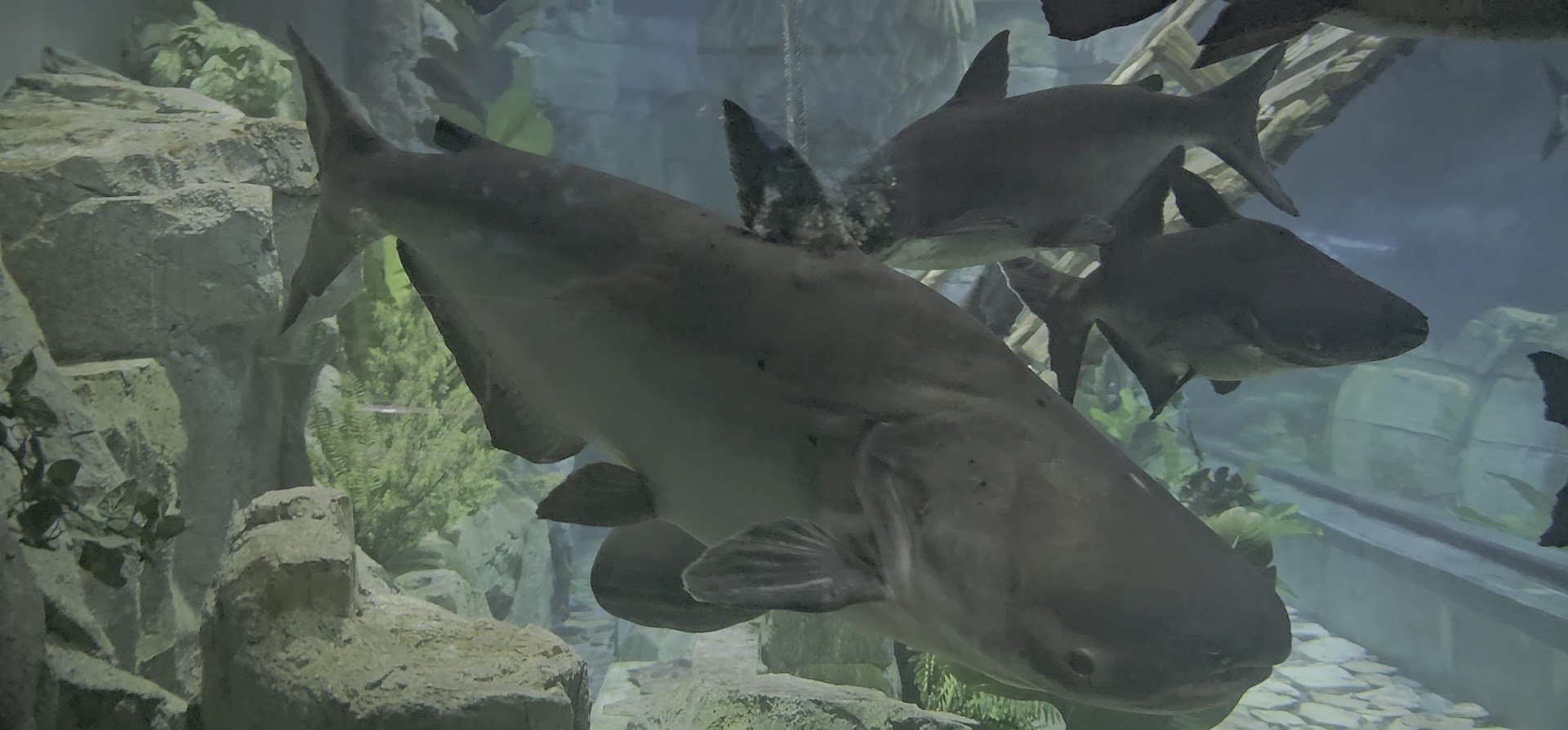 Lotte World Aquarium Hà Nội 사진 2