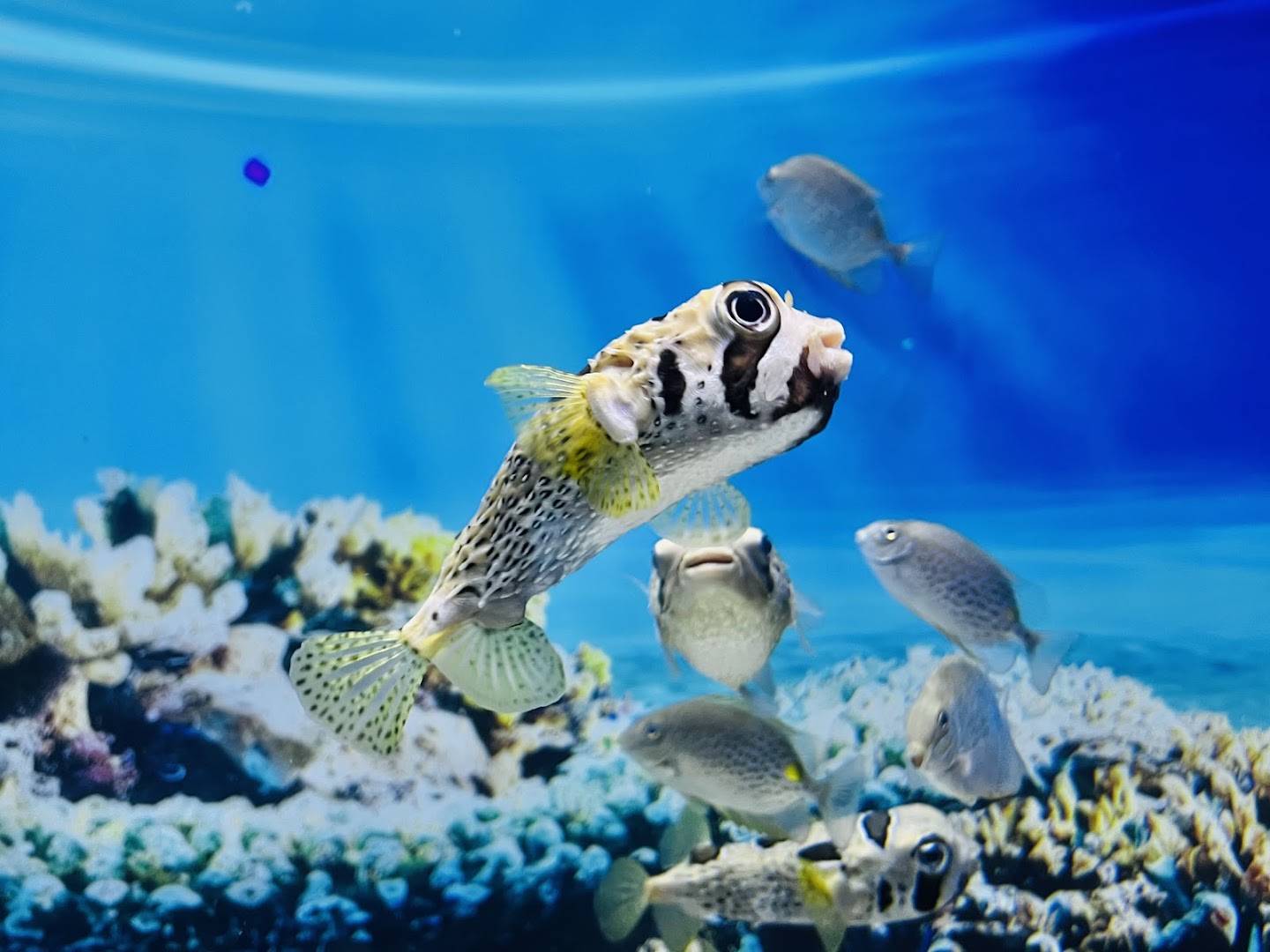 Lotte World Aquarium Hà Nội 사진 4