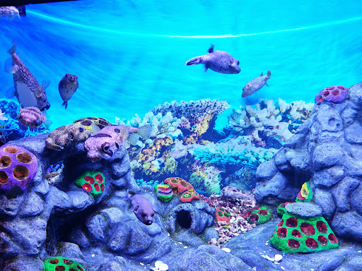 Lotte World Aquarium Hà Nội 사진 11