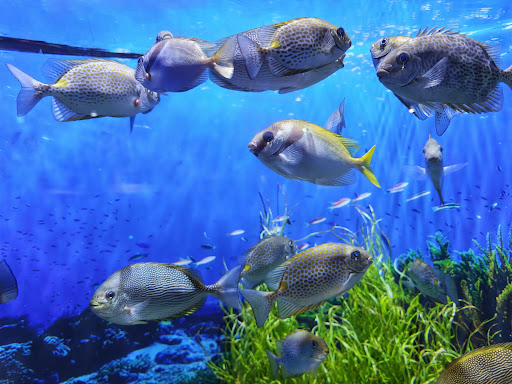Lotte World Aquarium Hà Nội 사진 12