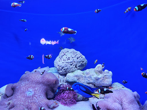 Lotte World Aquarium Hà Nội 사진 13