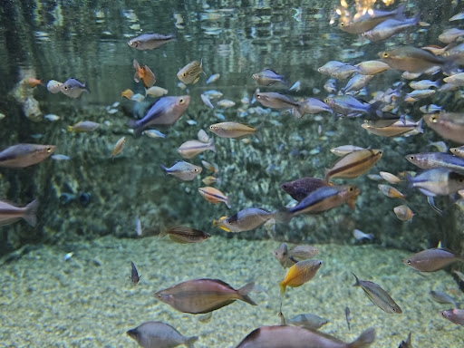 Lotte World Aquarium Hà Nội 사진 14