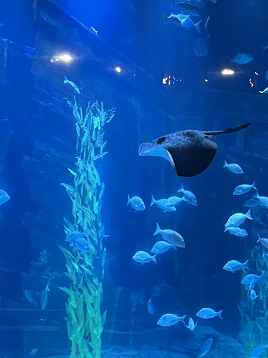 Lotte World Aquarium Hà Nội 사진 15